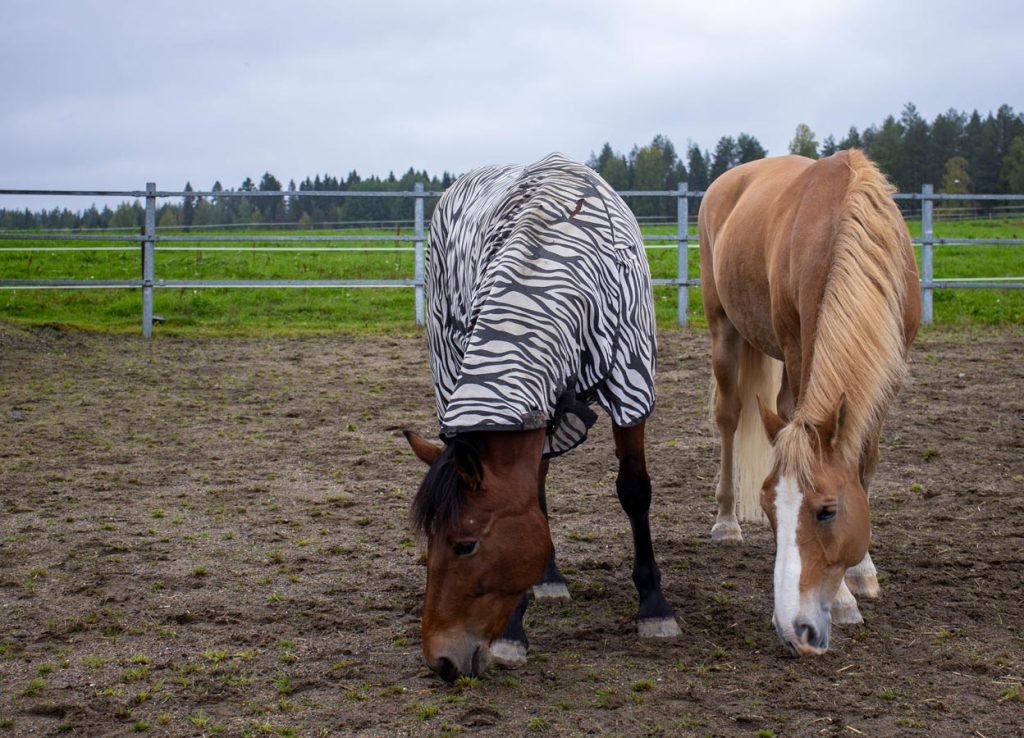 Veljekset kuin ilvekset :)
