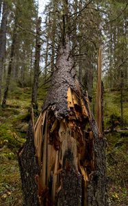 Looks nice 👌 Katkennut puu.